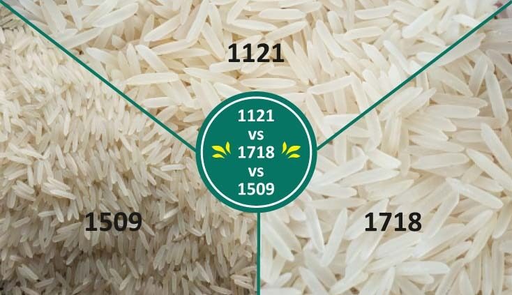 Rice