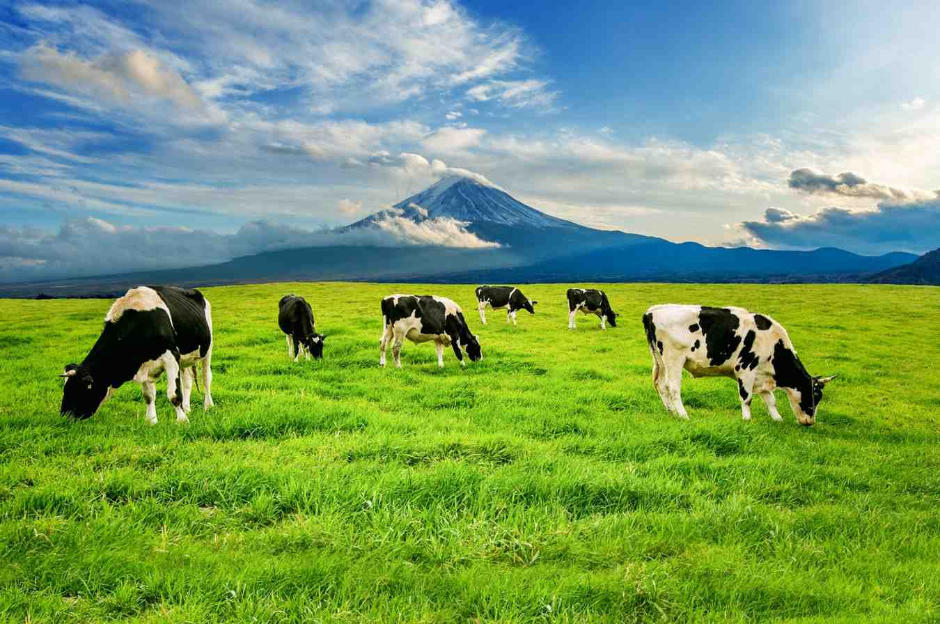 cows-eating-lush-grass-green-field-front-fuji-mountain-japan (1)