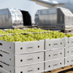 Alpha fresh fruits (7)