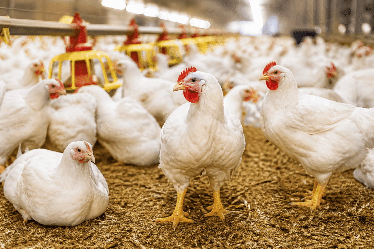 Poultry (1)