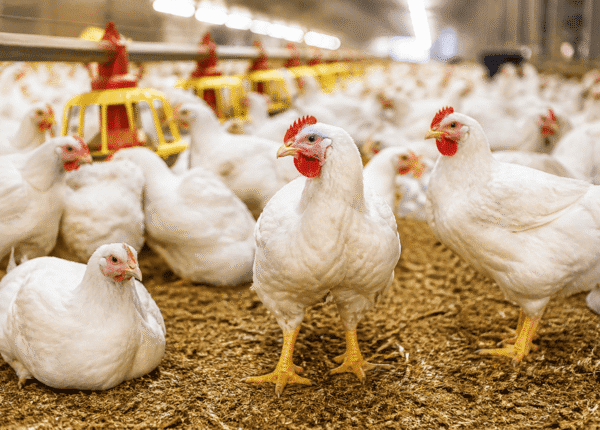 Poultry (1)