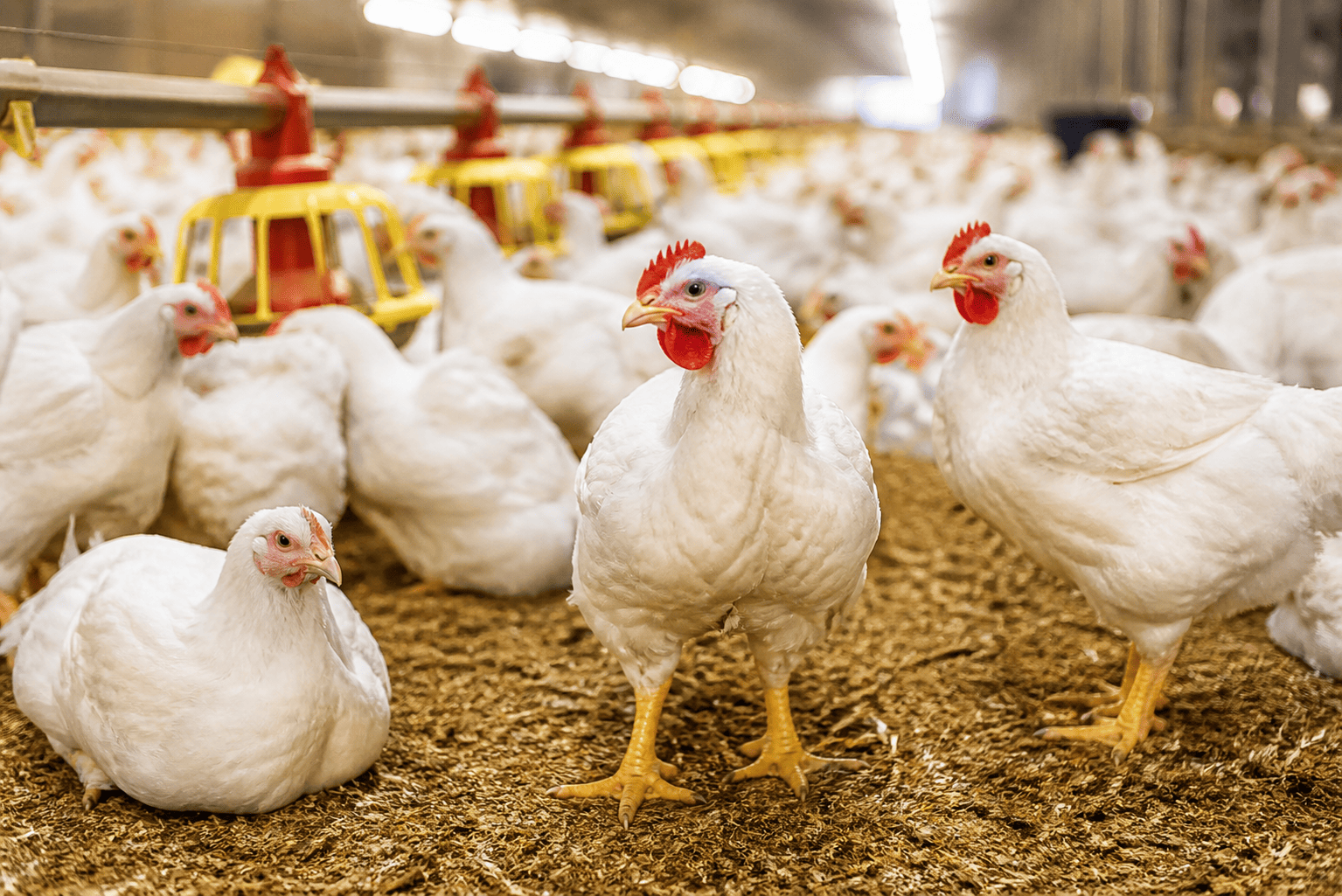 Poultry (1)