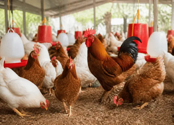 Poultry (6)
