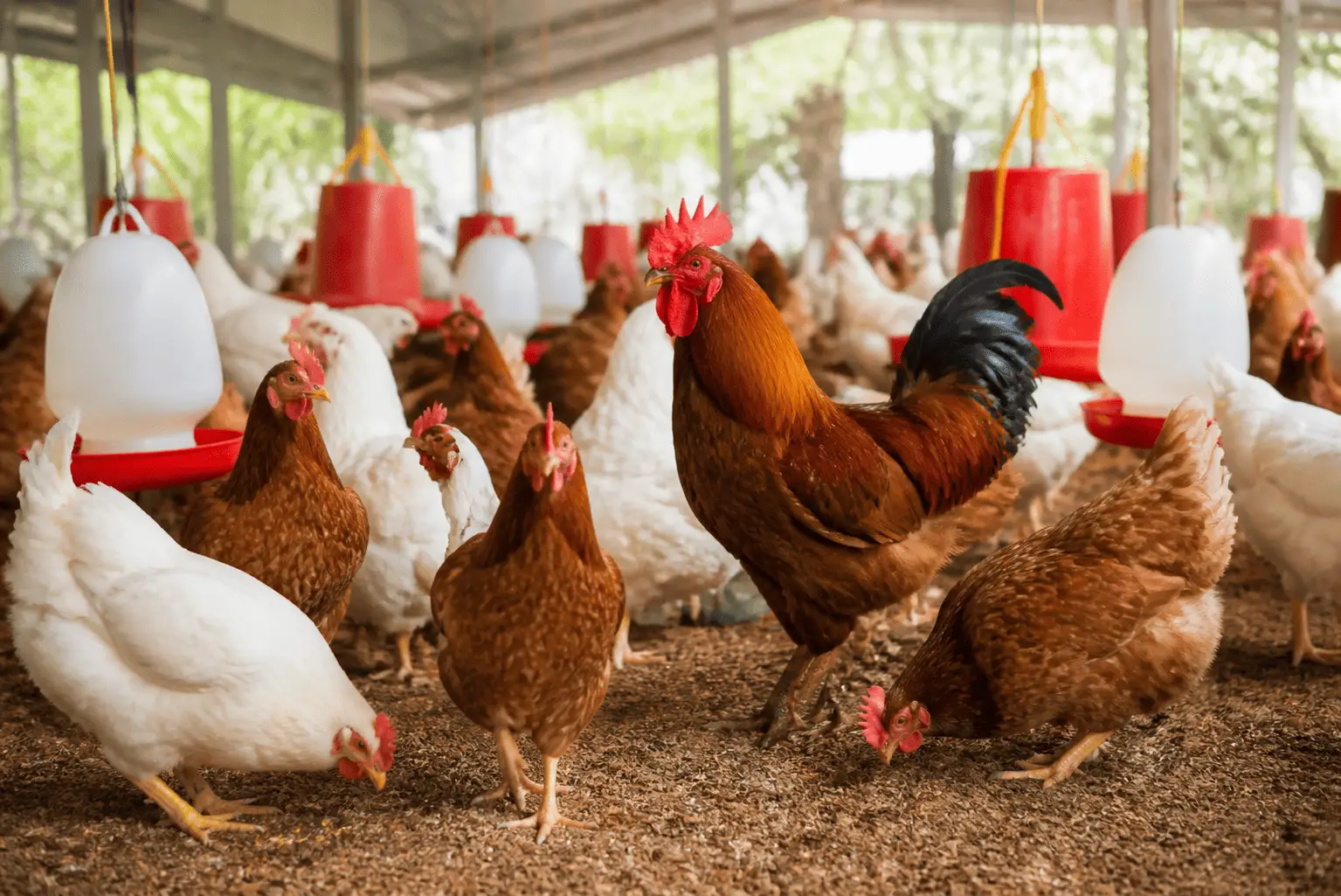 Poultry (6)