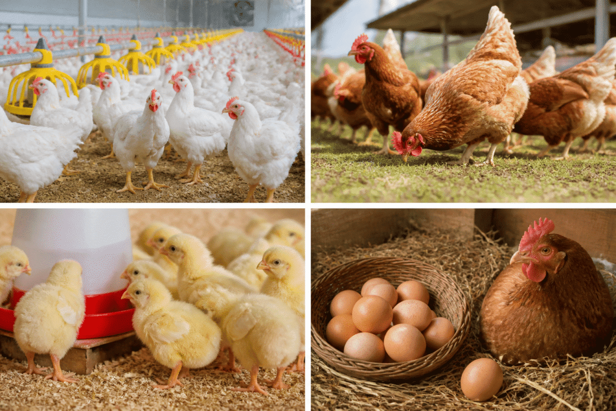 Poultry (7)