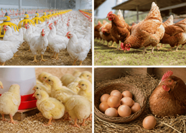 Poultry (7)