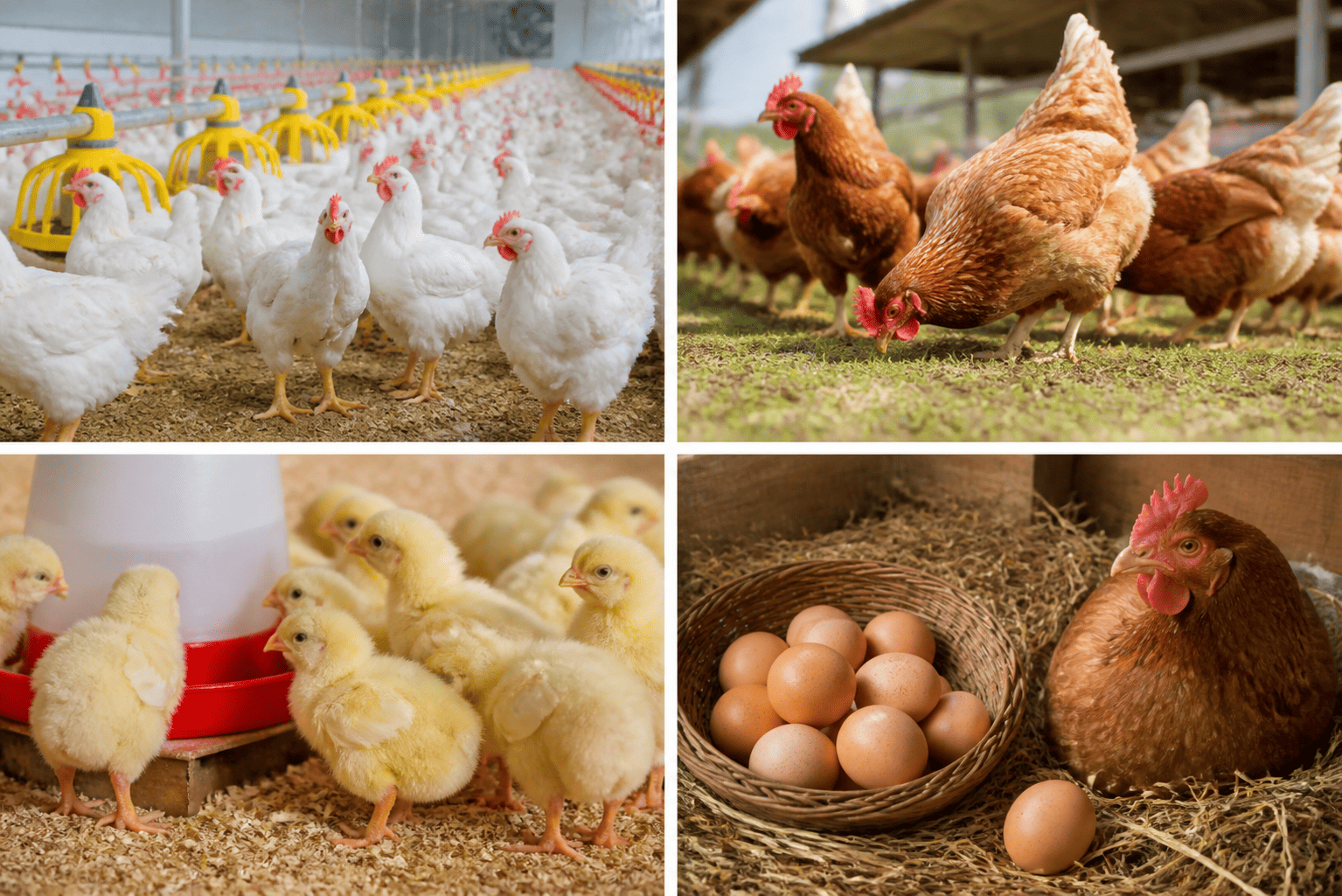 Poultry (7)